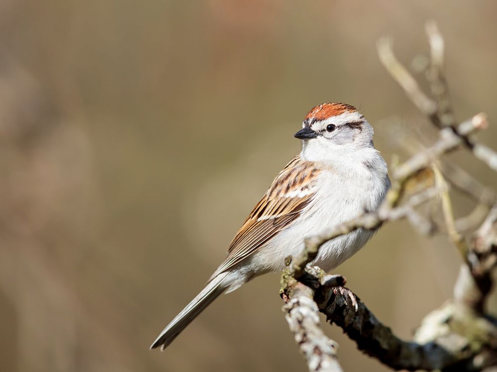 Chipping sparrow bird. Free public domain CC0 photo.