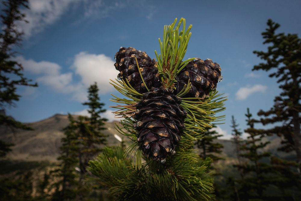 Whitebark Pine (Pinus albicaulis). Original public domain image from Flickr