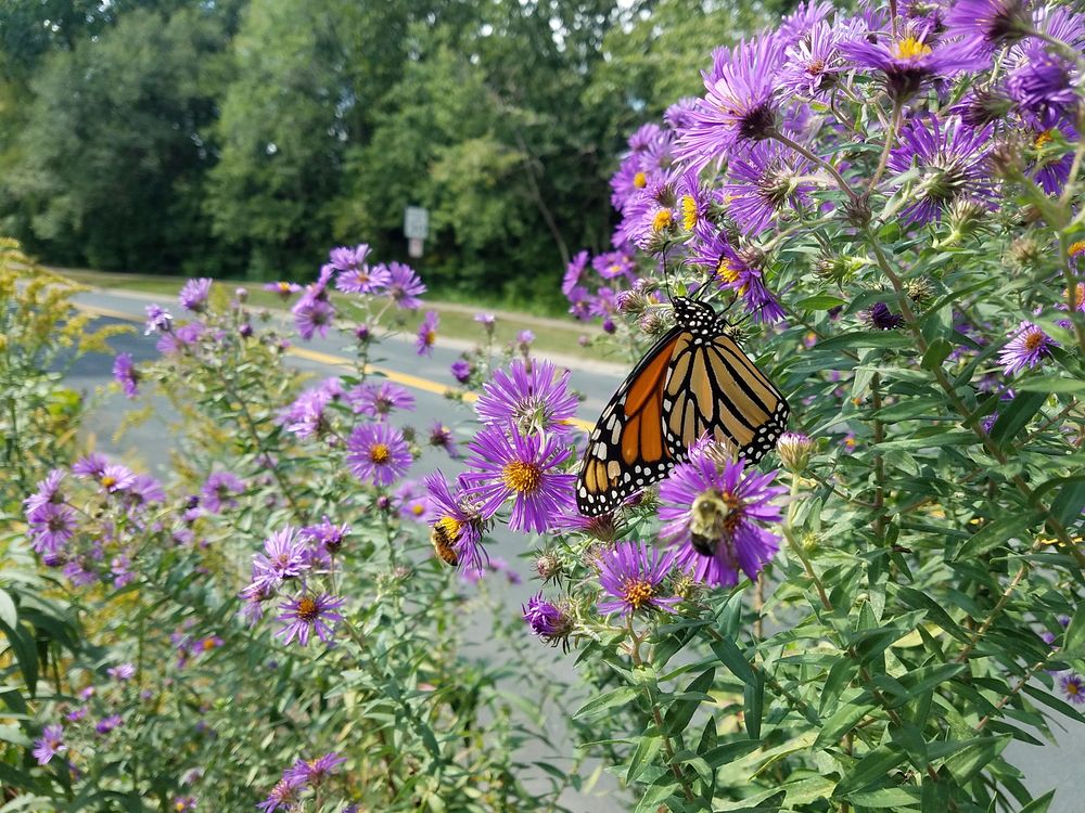 Monarch and beesAsters are a favorite late blooming plant that provides food for pollinators, like bees and monarchs.Photo…