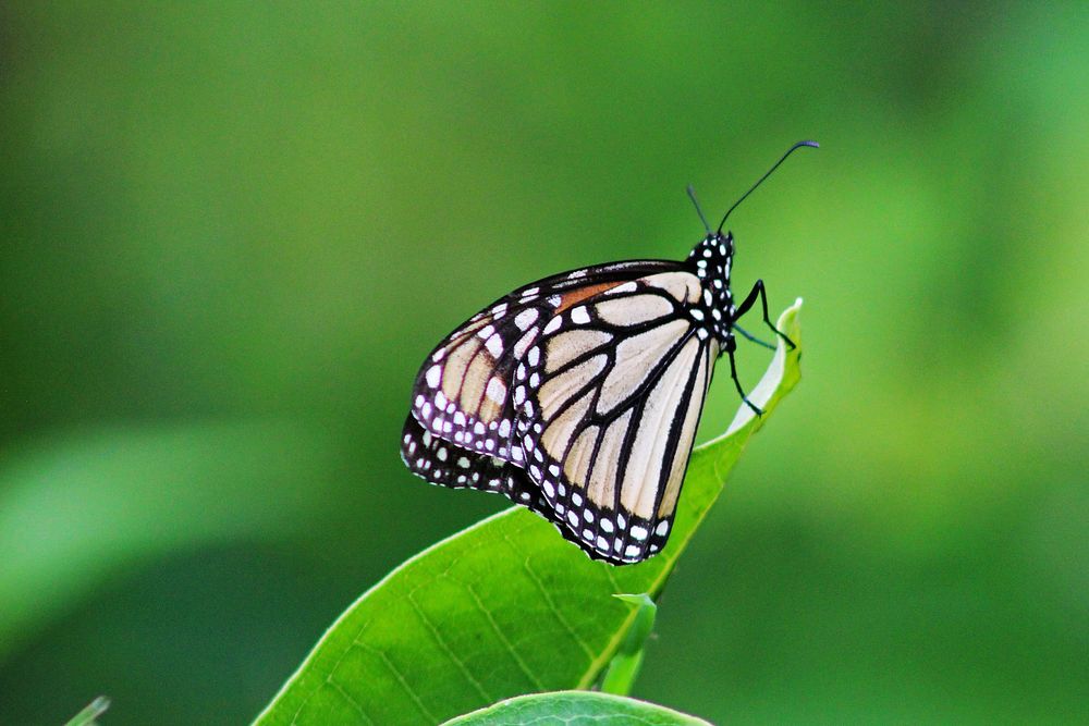 Monarch Butterfly on Common Milkweed. Original public domain image from Flickr