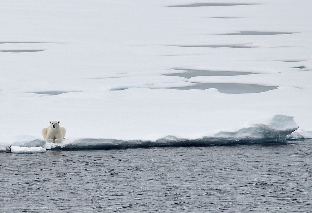 Polar BearA polar bear rests on the ice Aug. 23, 2009, after following the Coast Guard Cutter Healy for nearly an hour.Photo…