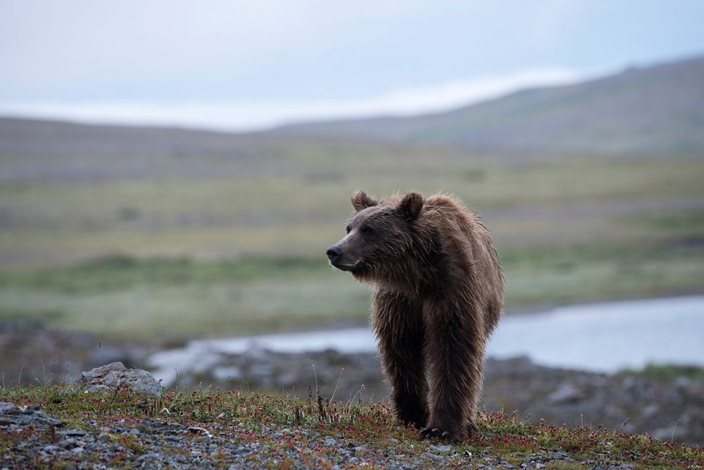 Brown bear background. Original public domain image from Flickr