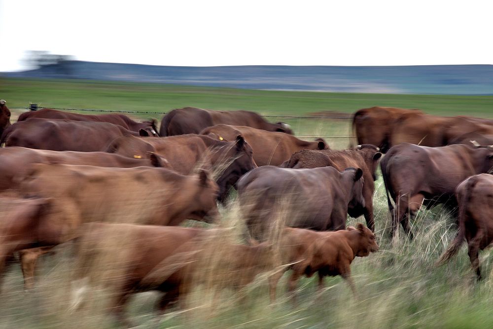 Cattle graze on farm land in South Africa. Original public domain image from Flickr
