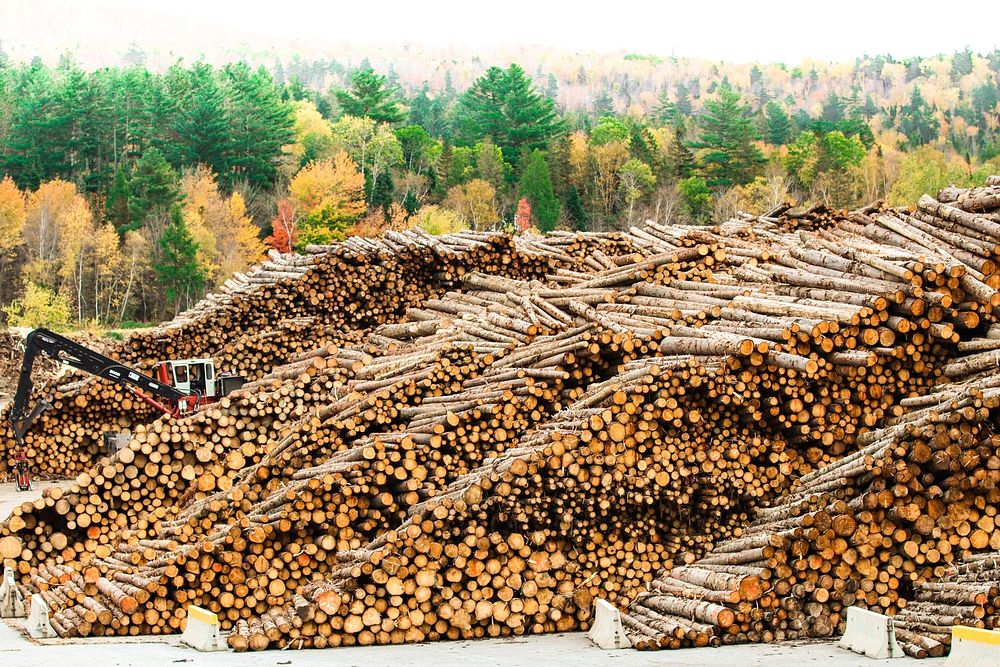 Logging trees