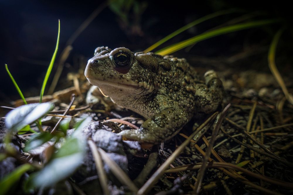 Boreal Toad. Original public domain image from Flickr