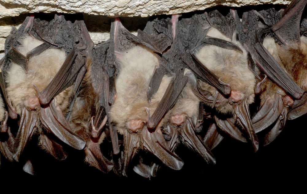 Healthy Virginia big-eared bats