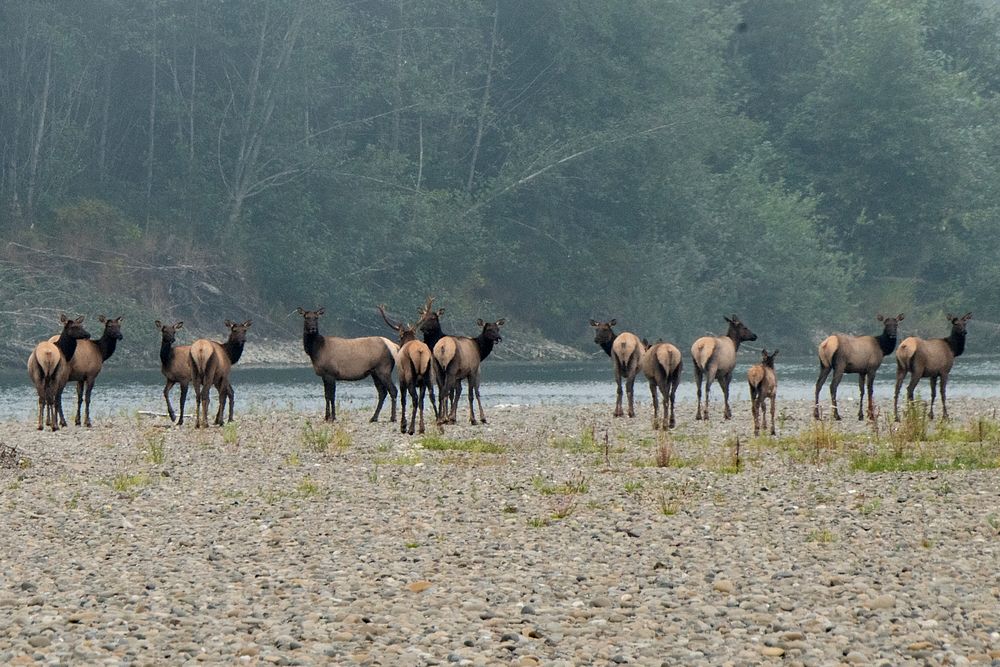 Elk crossing the Quillayute River are seen from the Quileute Indian Reservation, near the site of the U.S. Department of…