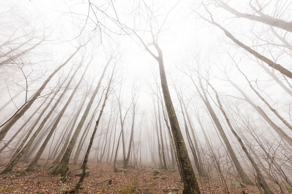 Foggy leafless tree forest background. Free public domain CC0 photo.