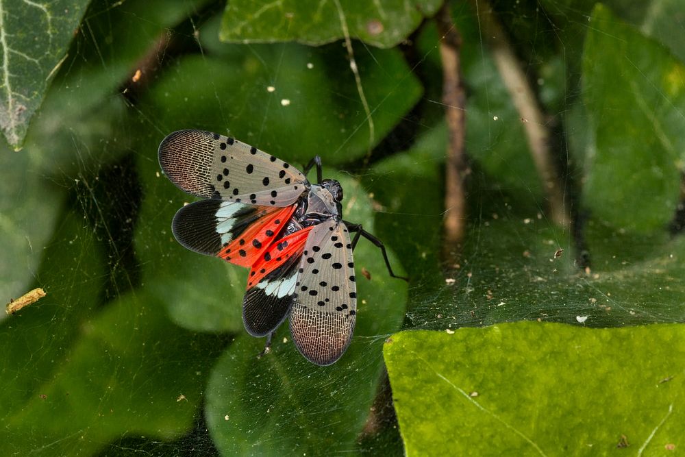 SLF-spotted lanternfly (Lycorma delicatula) adult winged, in Pennsylvania, on July 20, 2018. USDA-ARS Photo by Stephen…