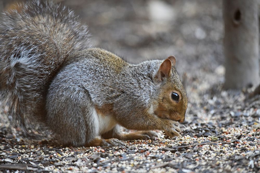 Gray squirrel foraging on the ground. Original public domain image from Flickr