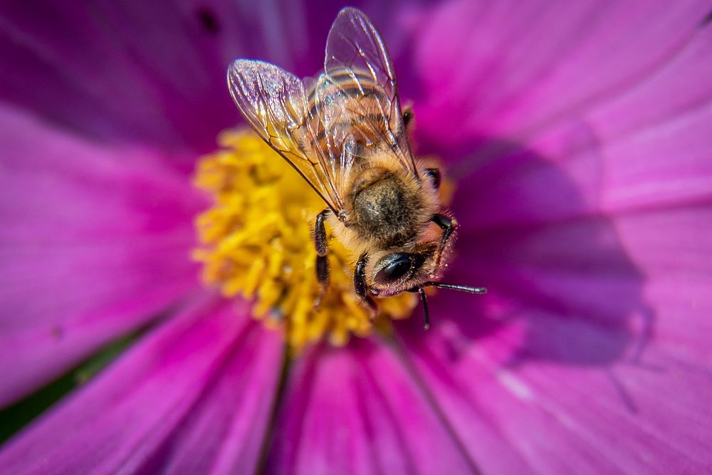 Bees and other pollinators are seen visiting the flowers of the North Brooklyn Farm (NBF) in the shadow of the Williamsburg…