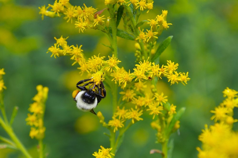 Bumle bee on goldenrodGoldenrod is a great late blooming plant that provides food for pollinators. We saw this bumble bee…