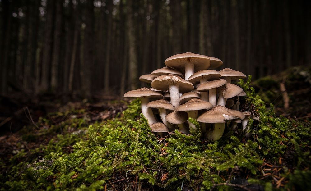 Mushrooms on the trail to Avalanche Lake. Original public domain image from Flickr