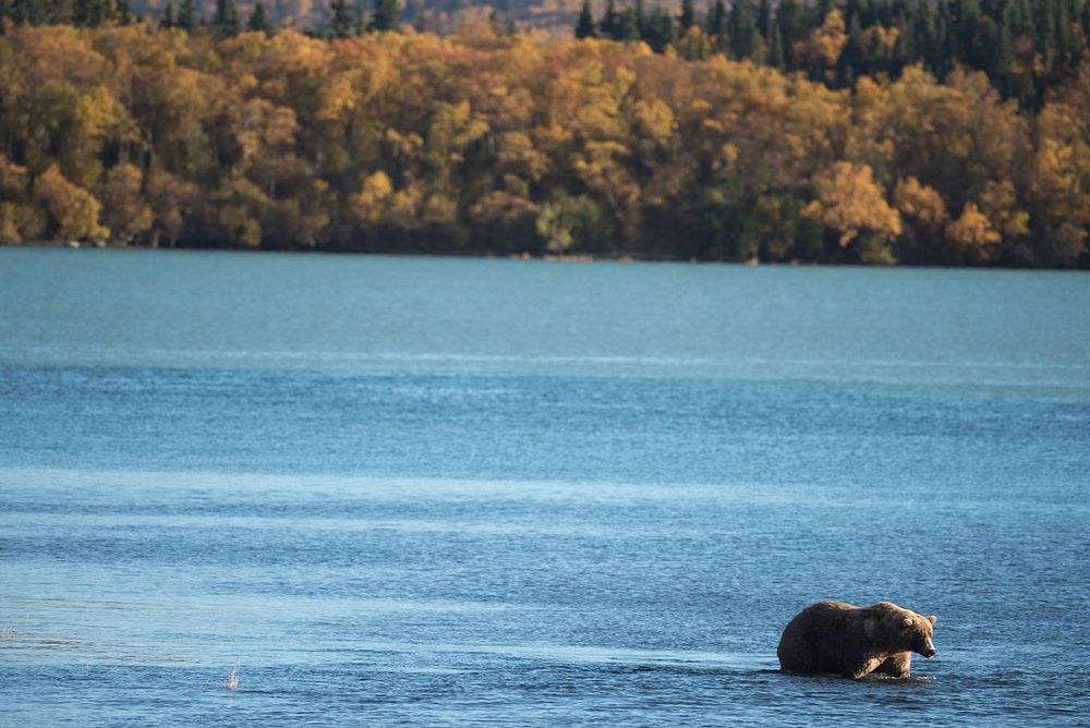 Bear 480 Otis on the Lower Brooks River NPS Photo/Russ Taylor