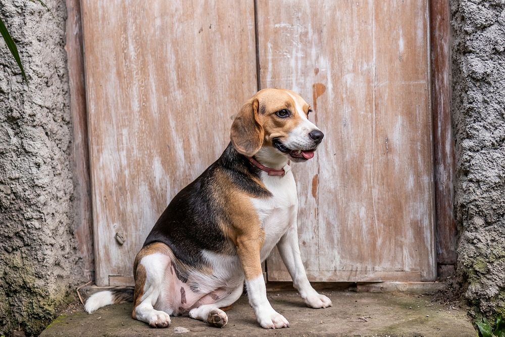 Portrait of cute female beagle dog.