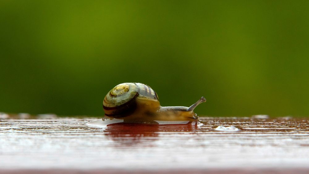 Small garden banded snail on wet handrail 1About 2 cm long in total.
