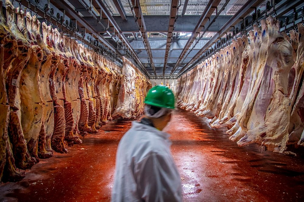 U.S. Department of Agriculture (USDA) meat inspectors and graders perform their mission.USDA photo by Preston Keres.…