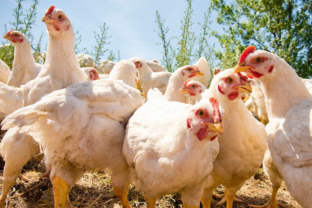 Organic chickens on the Homestead Organics farm near Hamilton, Mont. Ravalli County, Montana. June 2017. Original public…