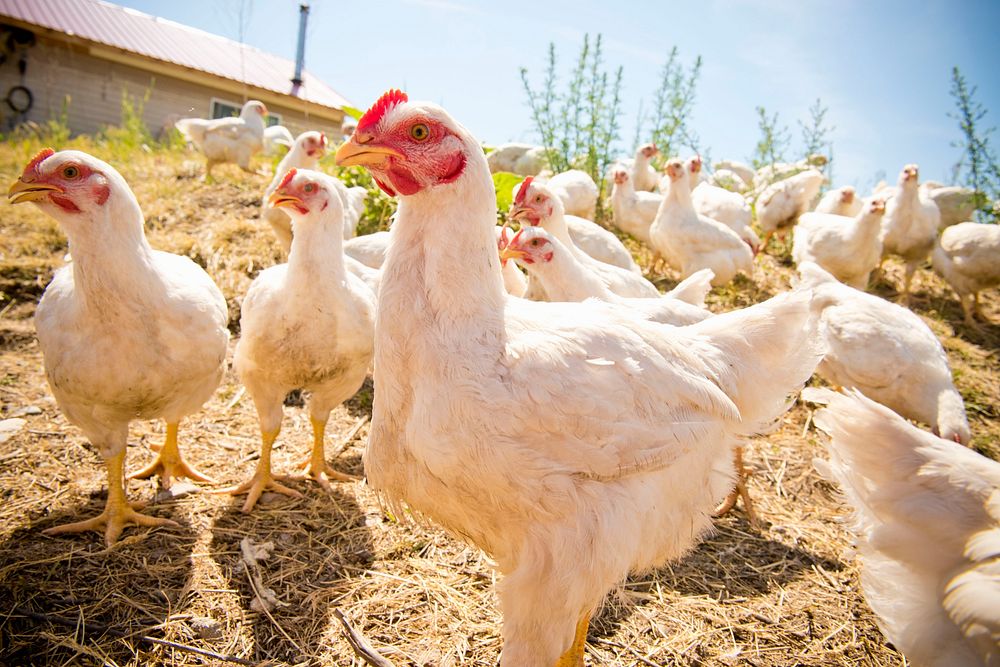 Organic chickens on the Homestead Organics farm near Hamilton, Mont. Ravalli County, Montana. June 2017. Original public…