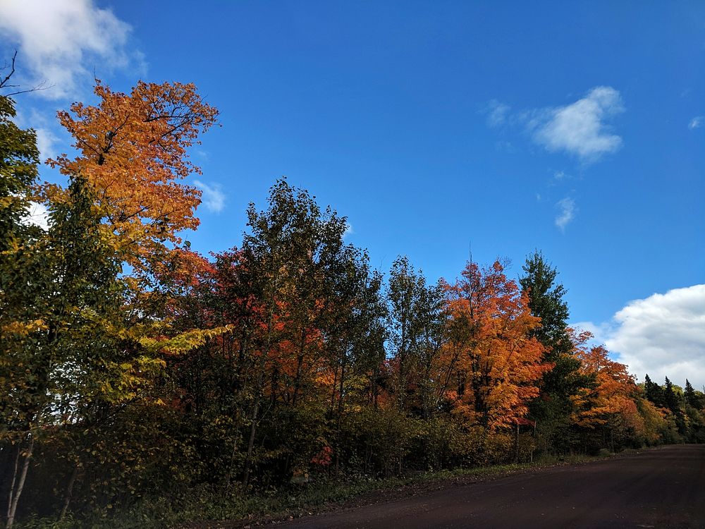 Fall colors in Finland, MinnesotaPhoto by Courtney Celley/USFWS. Original public domain image from Flickr