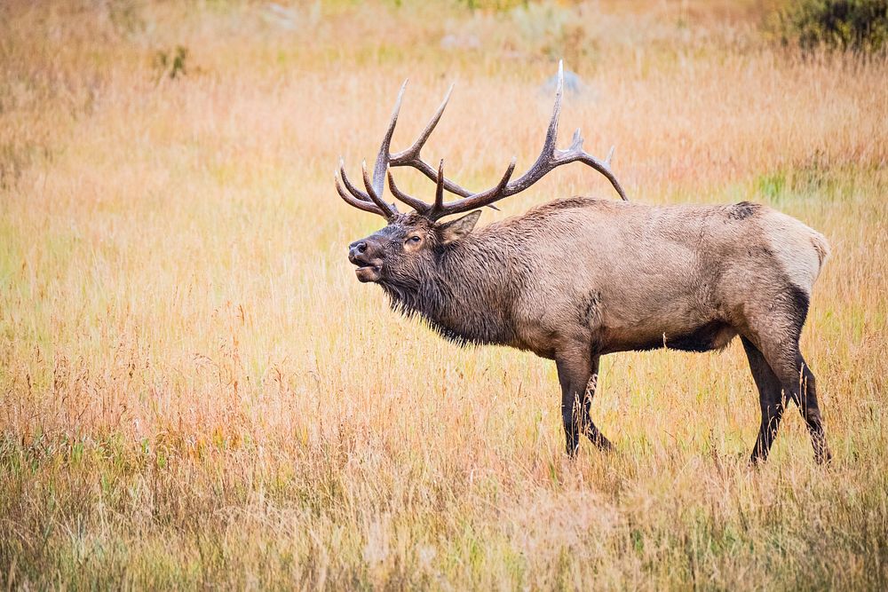 Rainy-day elk is standing in the field at Rocky Mountain National Park. Photo by John Wullschleger. Original public domain…