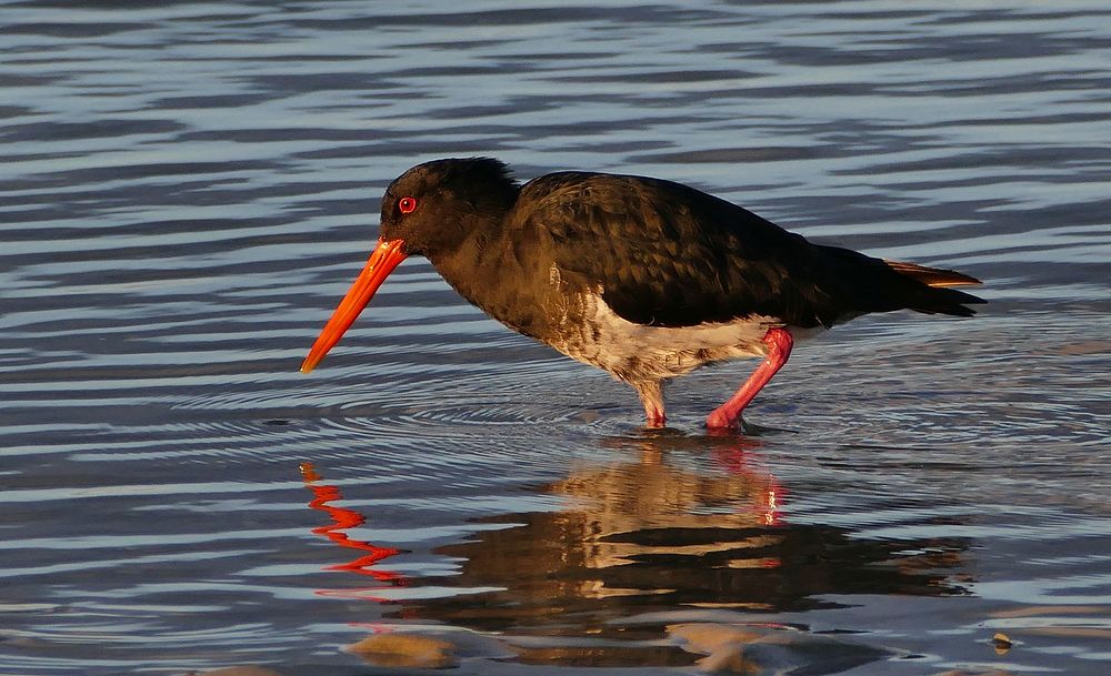 The variable oystercatcher is a large heavily-built shorebird.
