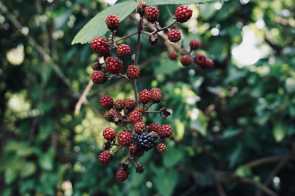 Berries. Original public domain image from Flickr