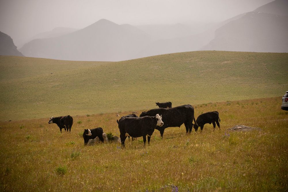 Cattle are rotated through a divided pasture grazing system to ensure that no areas on Noel Keogh's ranch near Nye, Mont.…