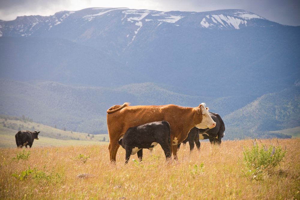 Cattle are rotated through a divided pasture grazing system to ensure that no areas on Noel Keogh's ranch near Nye, Mont.…