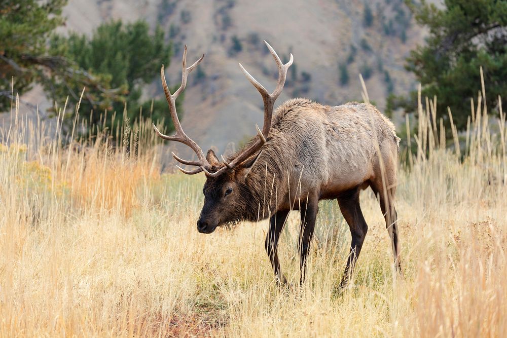 Bull elk grazing in Mammoth Hot Springs. Original public domain image from Flickr