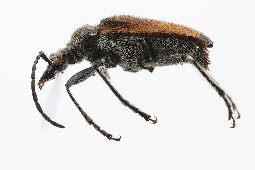 Long-horned beetle - Acmaeops pratensis by Erik ObergPark Co WY23 JUN 2016D. AzevedoYNPMount WashburnAcmaeops pratensisDet.…