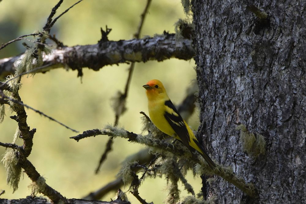 Western Tanager. Gallatin County. June 2018. Original public domain image from Flickr