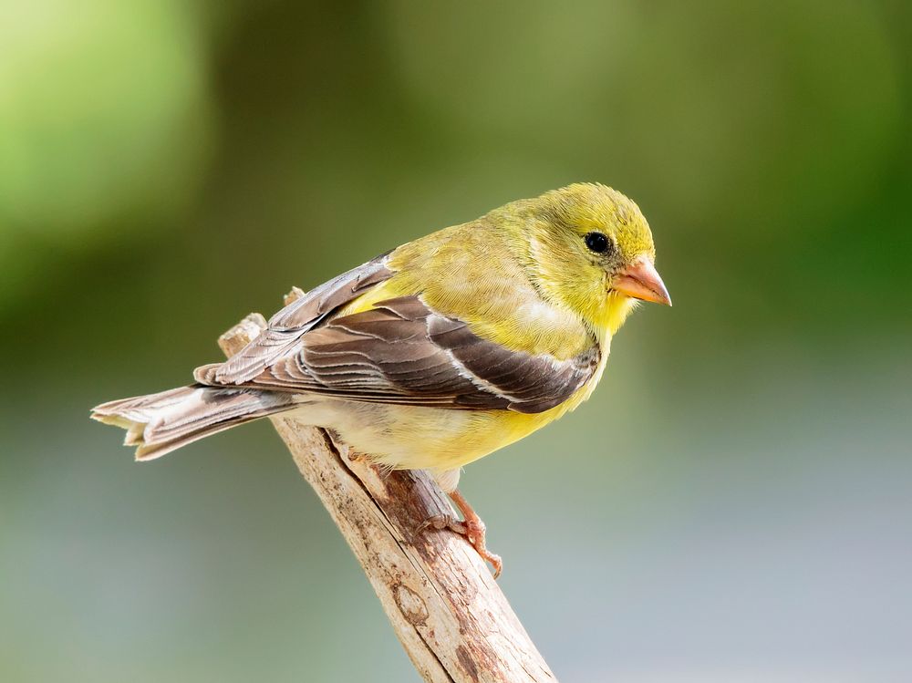 American goldfinch bird. Free public domain CC0 image.