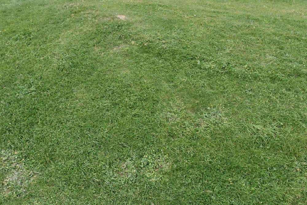 Green grass field. Free public domain CC0 photo. 