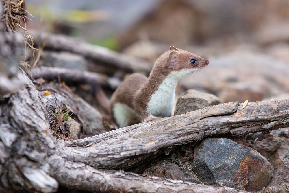 Short-tailed weasel on the ground. Original public domain image from Flickr