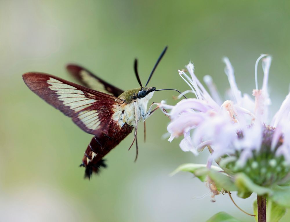 Hummingbird Clearwing Moth. Free public domain CC0 photo.