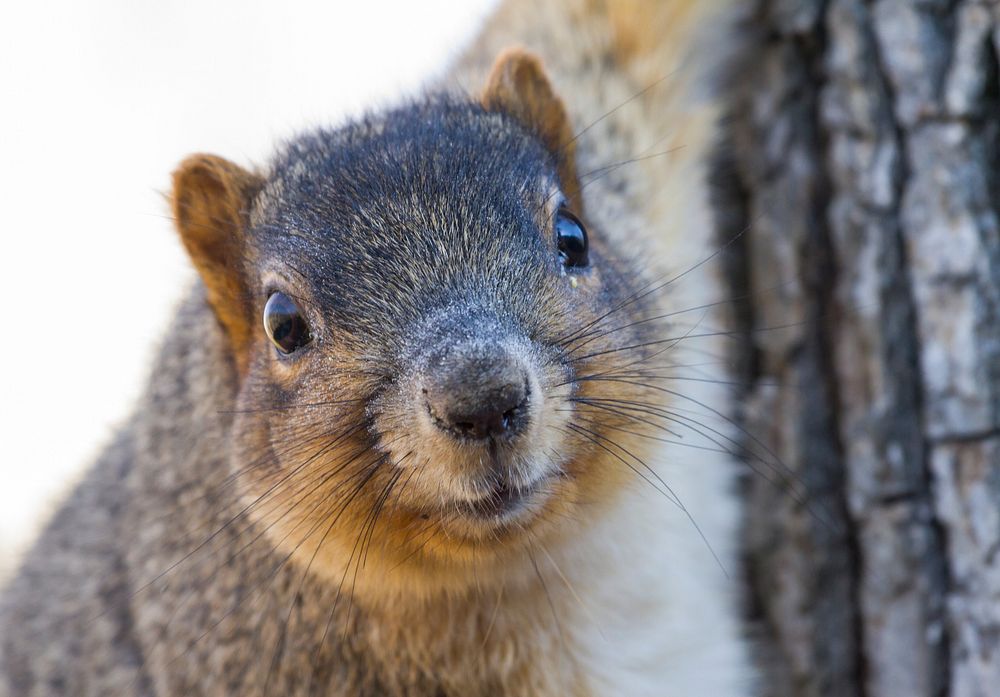 Fox squirrel, animal background. Free public domain CC0 photo.