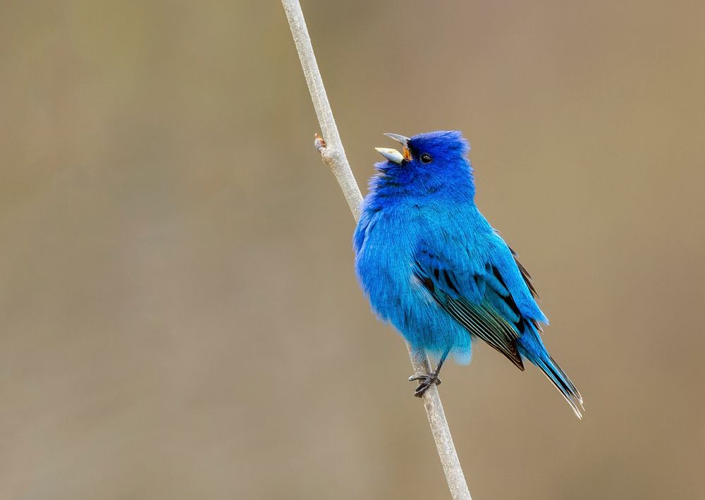 Male indigo bunting bird background. Free public domain CC0 photo.