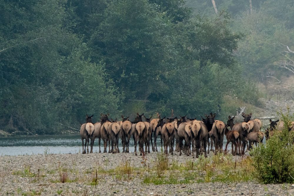 Elk crossing the Quillayute River are seen from the Quileute Indian Reservation, near the site of the U.S. Department of…