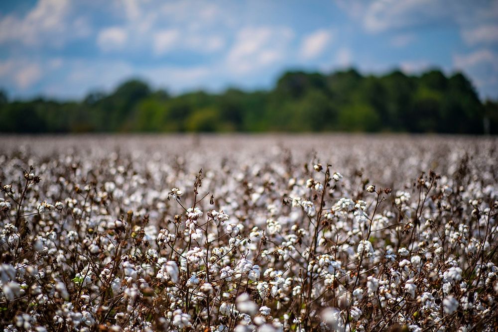 A cotton field near Snow Hill, Alabama.USDA Photo by Preston Keres. Original public domain image from Flickr