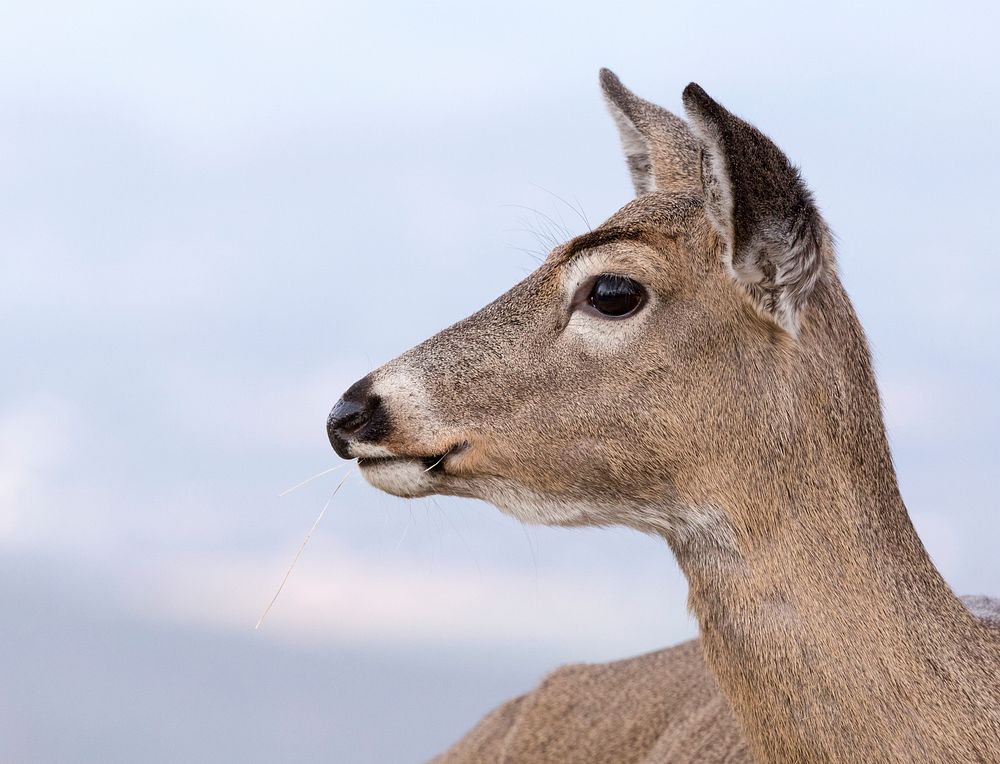 White tailed deer, animal background with face closeup. Free public domain CC0 photo.
