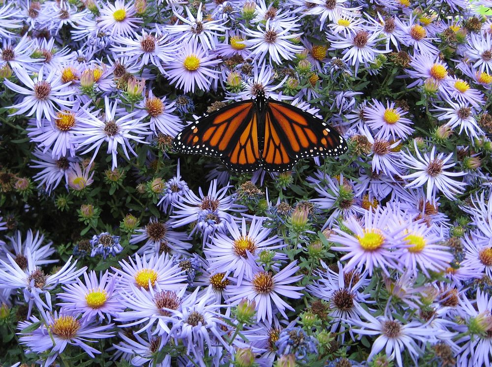 Monarch butterfly on aster. Free public domain CC0 photo.