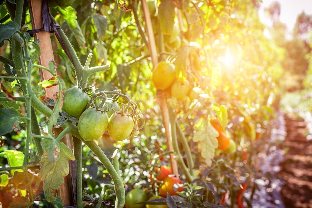 Closeup on tomatoes growing on plant. Free public domain CC0 image.