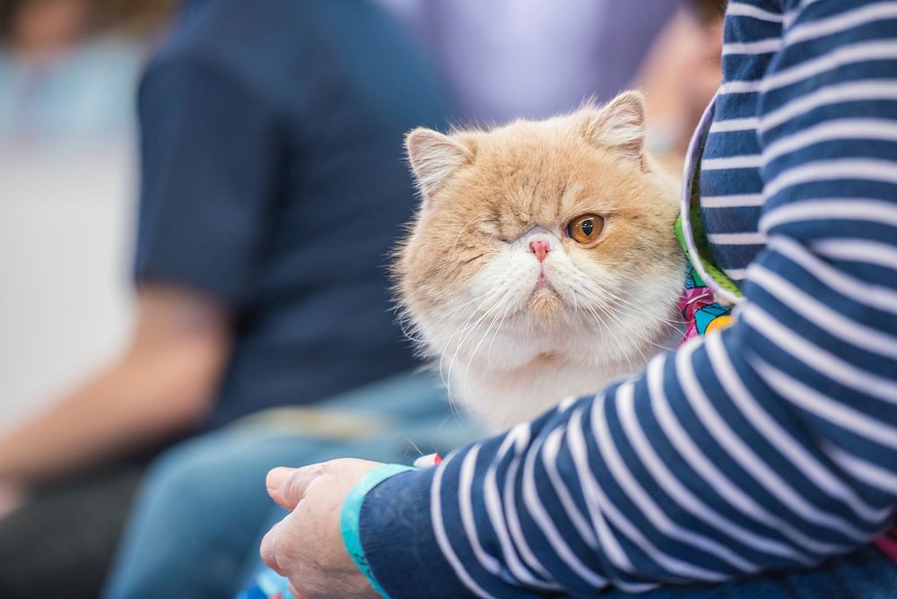 Orange cat winks while sitting on a woman's lap. Original public domain image from Flickr