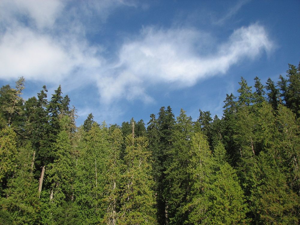Treeline on south side of Jefferson Lake September 2018, Olympic National Forest. Photo by Betsy Howell. Original public…