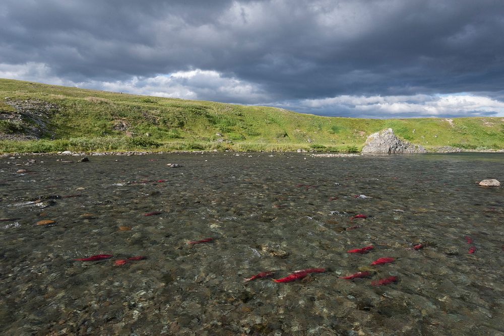 Salmon in a backcountry stream, Katmai National Preserve