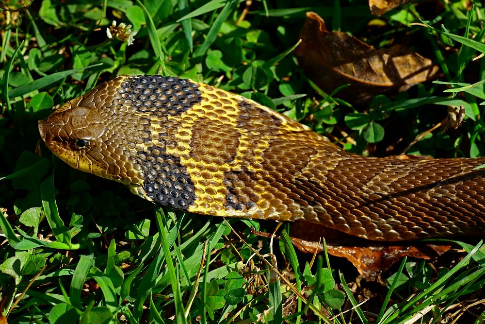 Cobra snake & reptile animal. Free public domain CC0 image