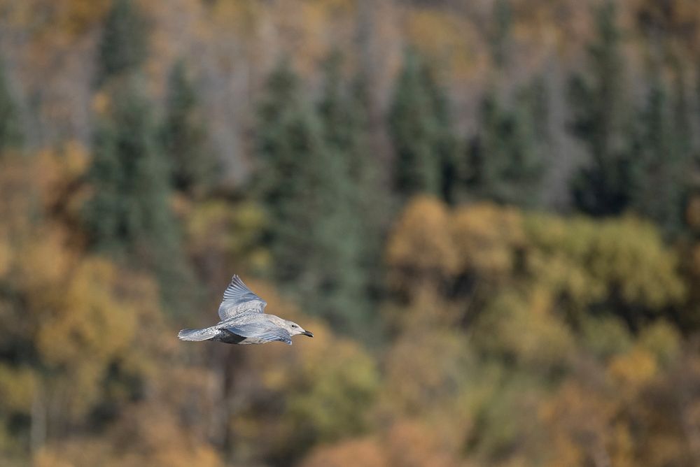 An immature gull in flight NPS Photo/Russ Taylor