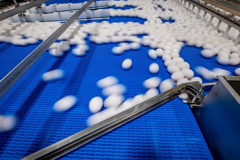 U.S. Department of Agriculture (USDA) Shell Egg Graders perform sanitation pre-op inspections to ensure the shell egg…
