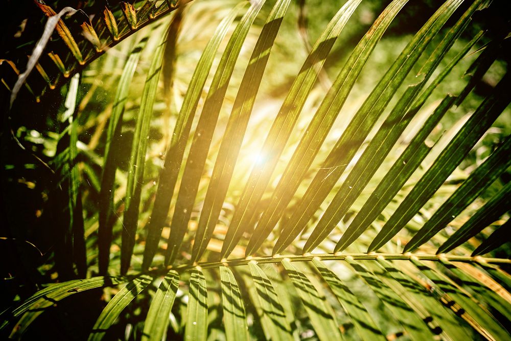 Tropical green leaf background. Free public domain CC0 photo.